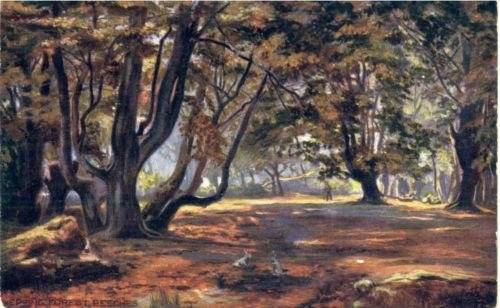 Epping Forest – Beeches – Tuck Oilette post card 1906