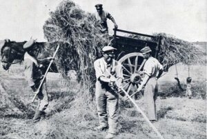 German Soldiers hay making