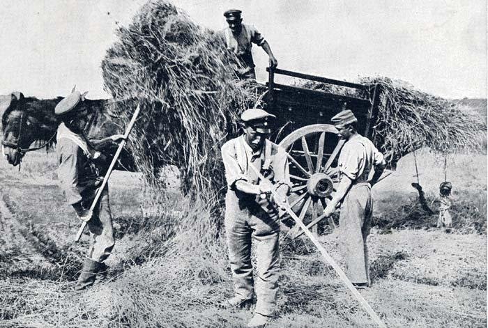 German Soldiers hay making