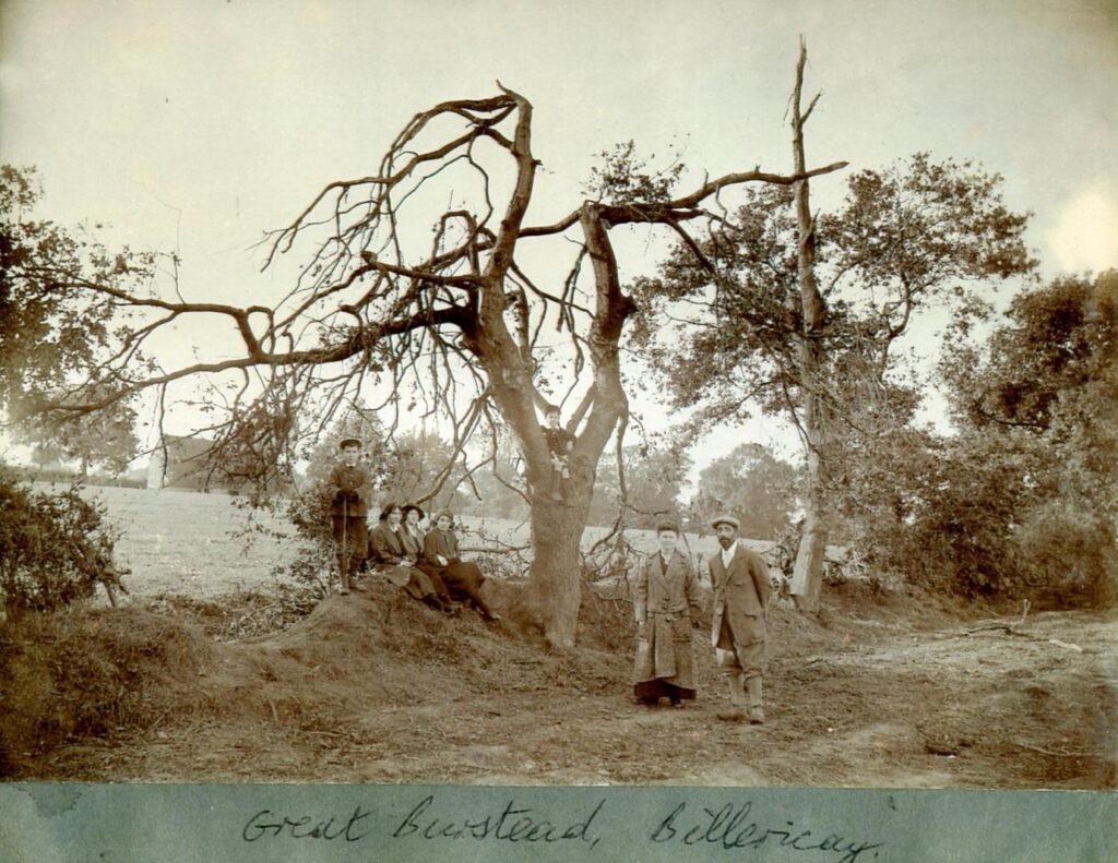 Great Burstead