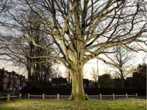 Verdun Oaks