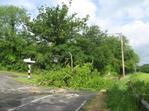 The ‘Draper’s Corner Oak’