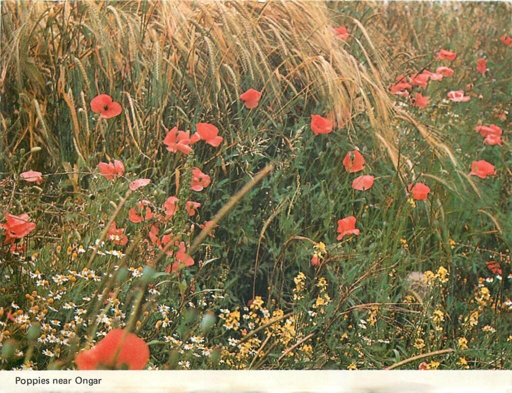 Poppies near Ongar
