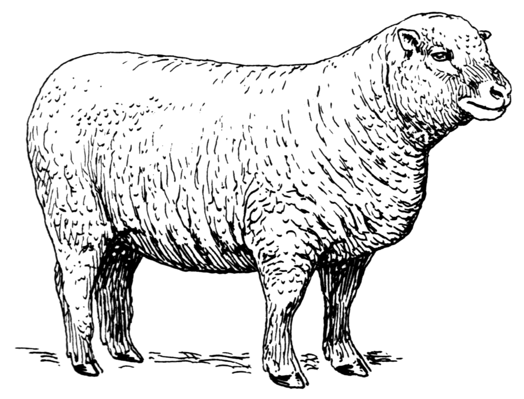 Epping Wool Fair