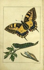 In 1824, Jermyn had published The Butterfly Collector’s Vade Mecum