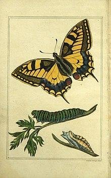 In 1824, Jermyn had published The Butterfly Collector’s Vade Mecum