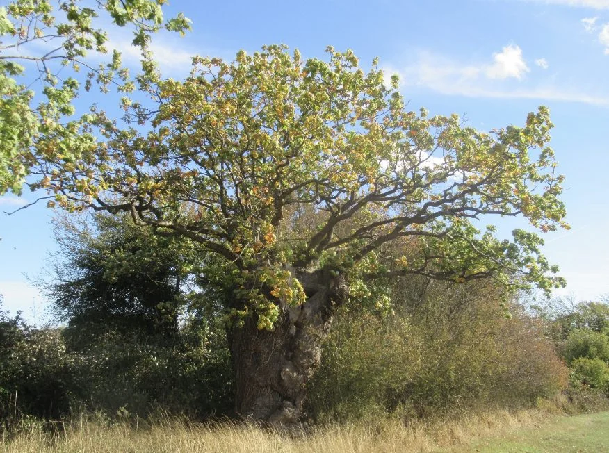 Colemans Oak